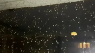 Нашествие на рояци от еднодневки в Бургас