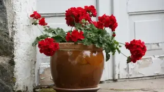 Пъстри цветове, независимо от времето