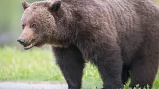 Българин бе нападнат от мечка с малко мече в Румъния, след като ѝ хвърлил храна