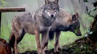 Пастирка надви вълк след 10-минутна борба