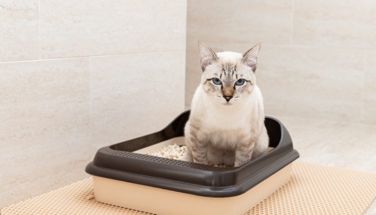 Котешки тоалетни – как функционират и защо са важни
